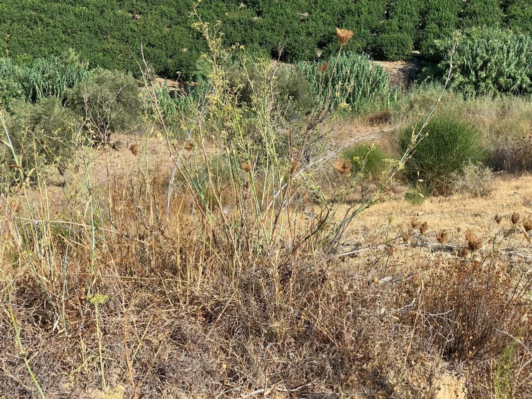 Terreno en venta en Alhaurín de la Torre, Malaga photo 5