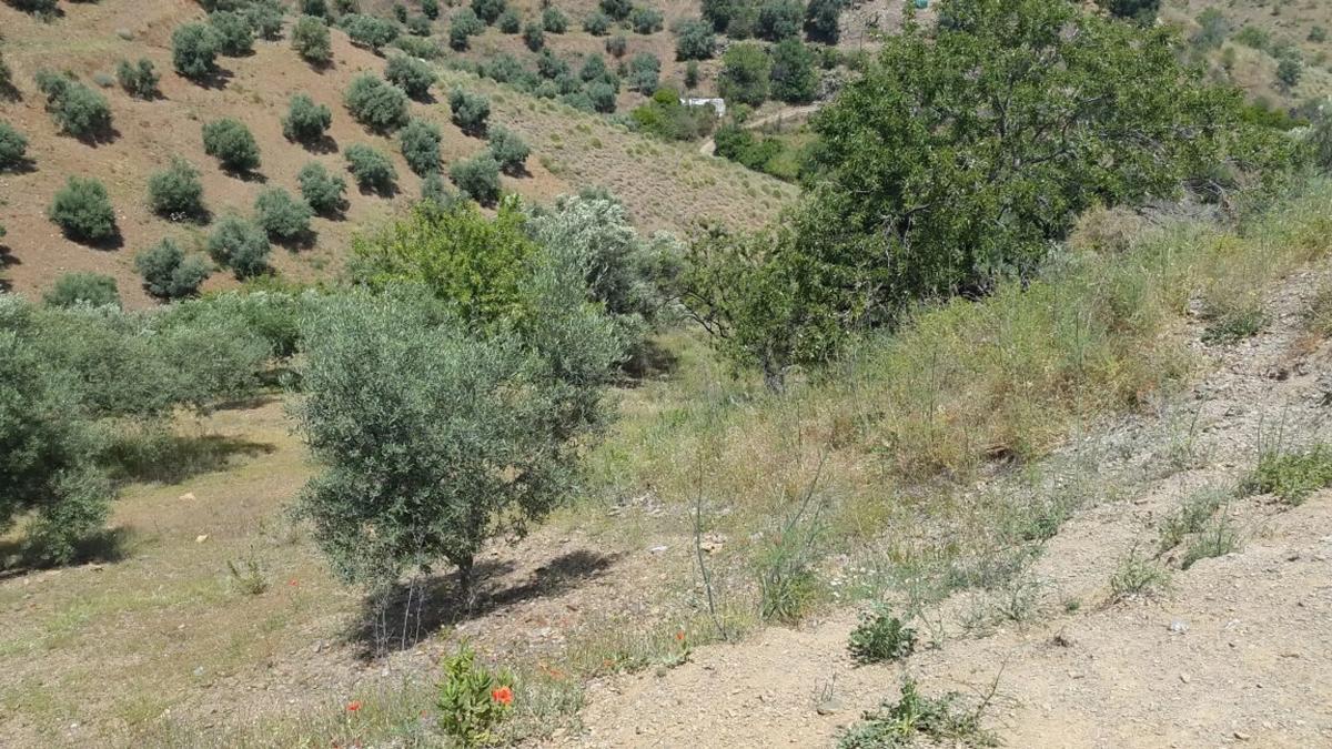 Terreno en venta en Moclinejo, Malaga photo 2