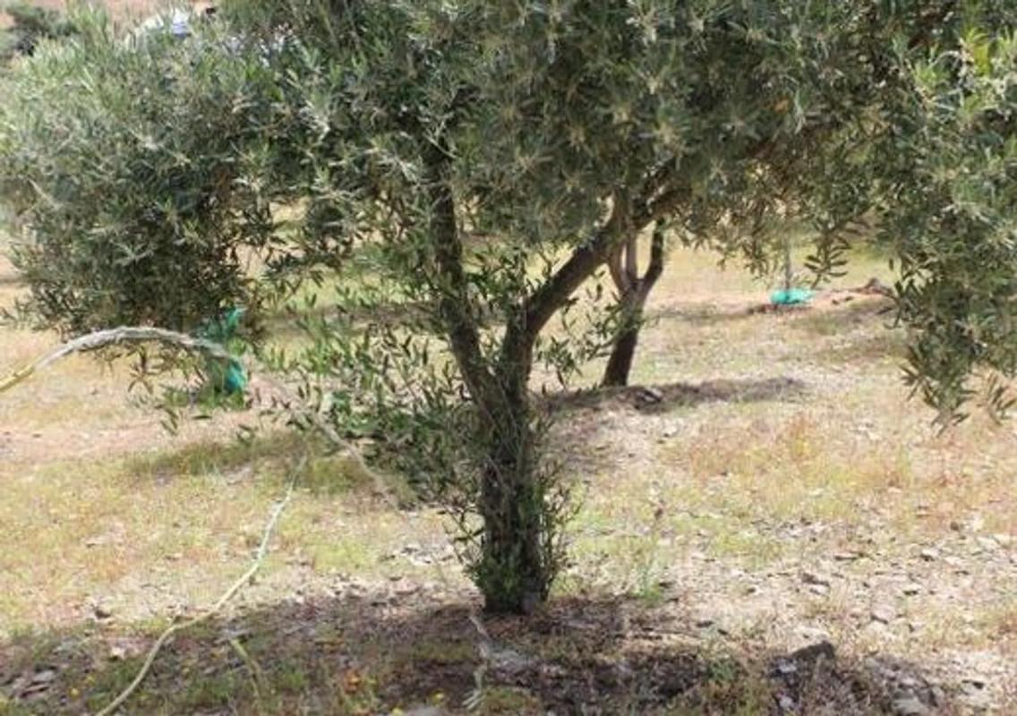 Участок земли на продажу в Бенахарафе, Малага photo 2