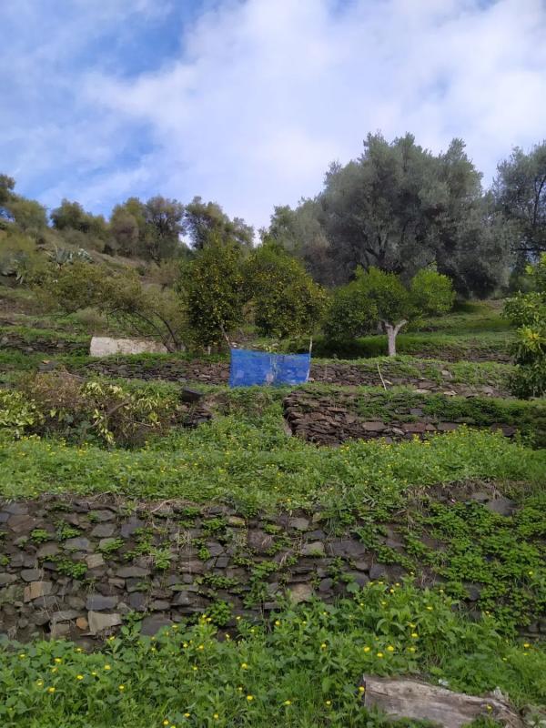 Terreno en venta en Genalguacil, Malaga photo 3