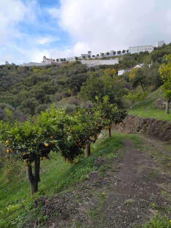 Terreno en venta en Genalguacil, Malaga photo 4