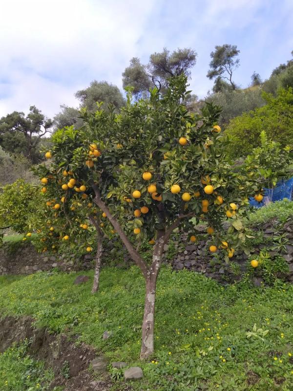 Terreno en venta en Genalguacil, Malaga photo 5