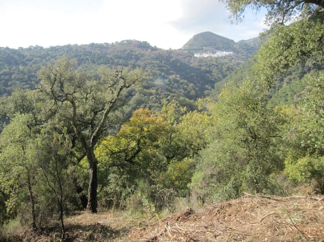 Land for sale in Benarrabá, Malaga photo 3