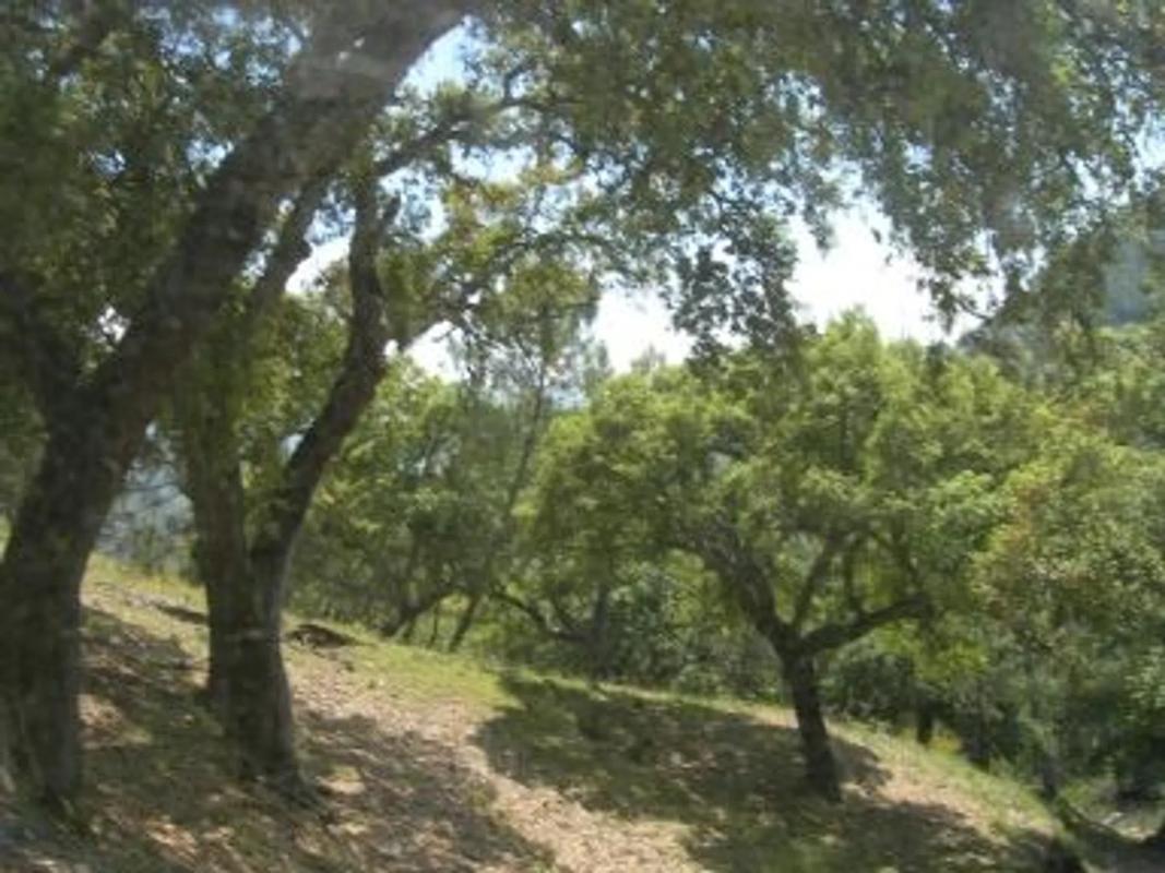 Land for sale in Benarrabá, Malaga photo 5