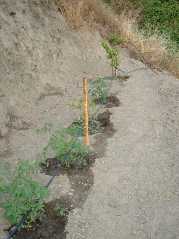 Terreno en venta en Cartajima, Malaga photo 1