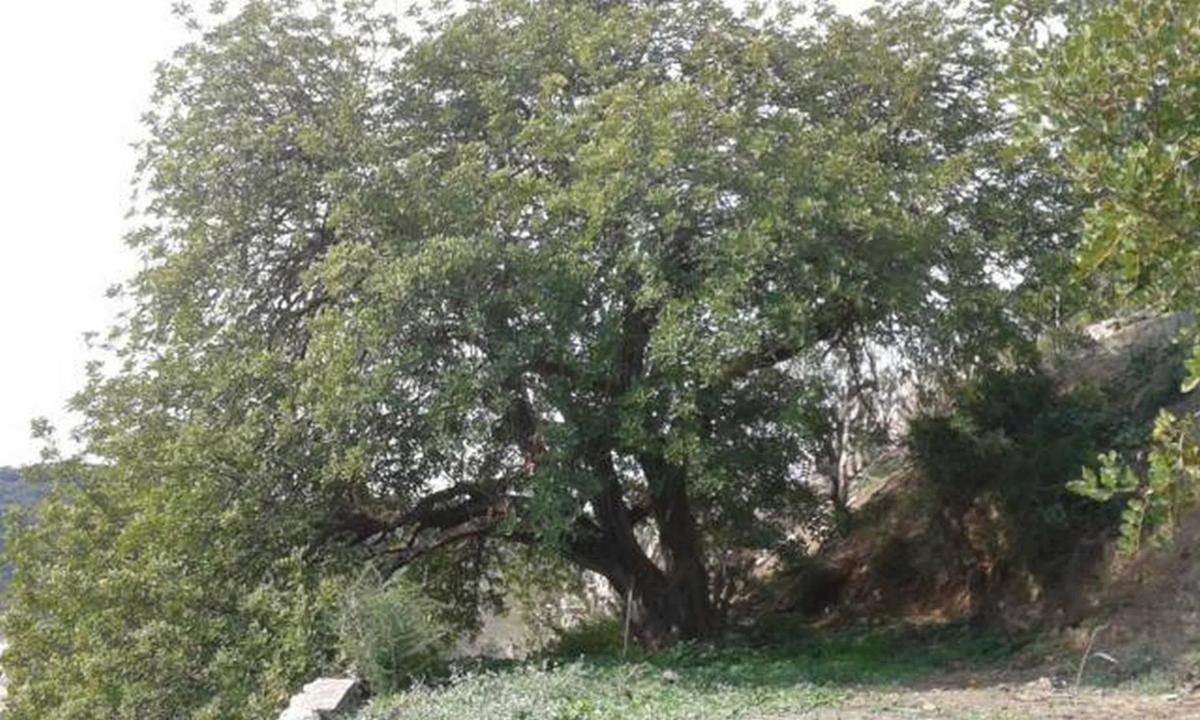 Terreno en venta en Cártama, Malaga photo 2