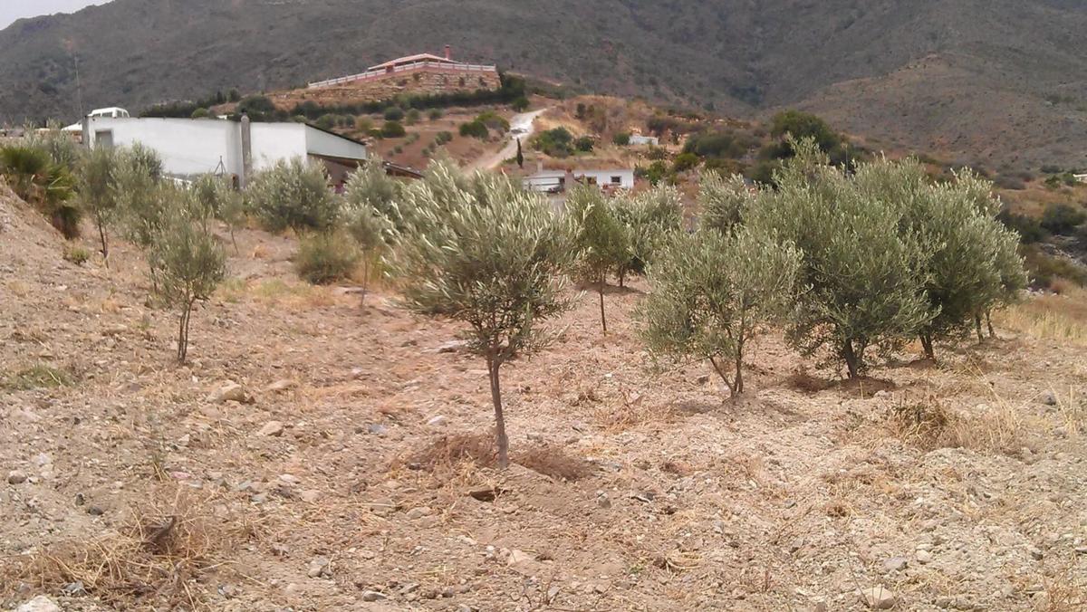 Terreno en venta en Estepona, Malaga photo 5