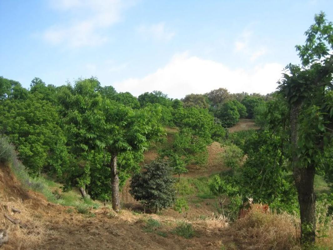 Terreno en venta en Farajan, Malaga photo 3