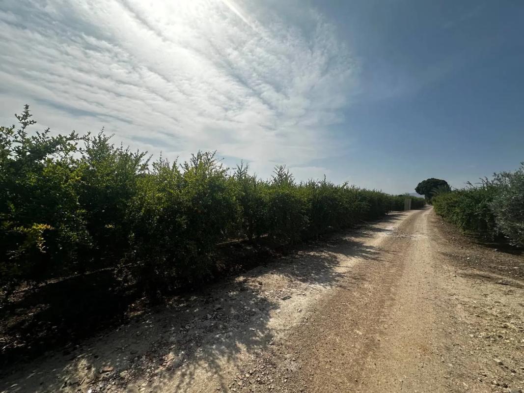 Działka na sprzedaż w Almoradí, Alicante photo 2