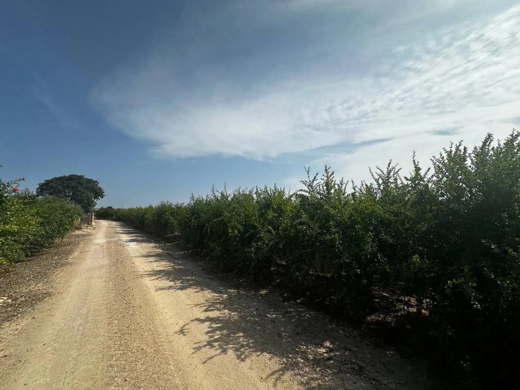 Działka na sprzedaż w Almoradí, Alicante photo 4