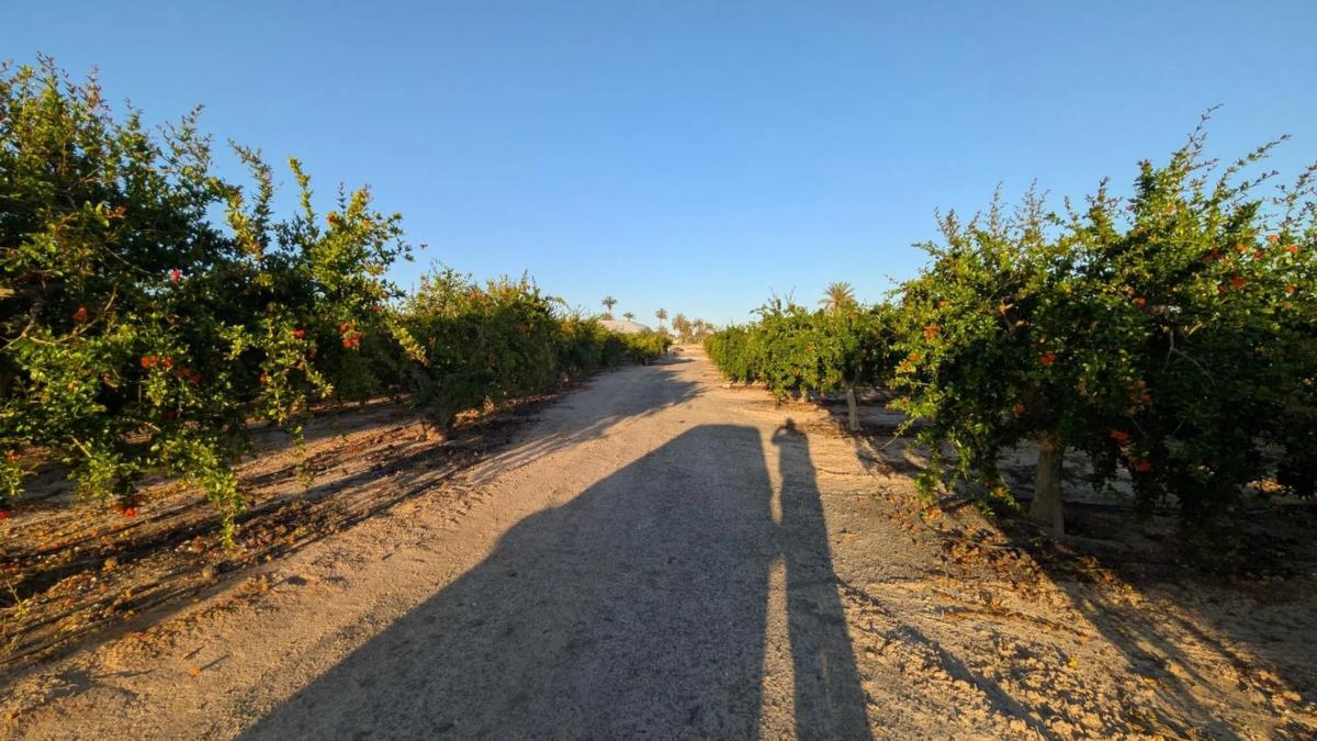 Land for sale in Elche / Elx, Alicante photo 1
