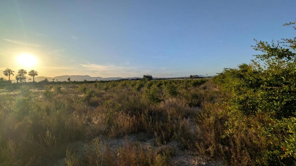 Land for sale in Elche / Elx, Alicante photo 2