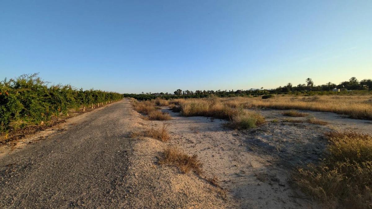 Land for sale in Elche / Elx, Alicante photo 5