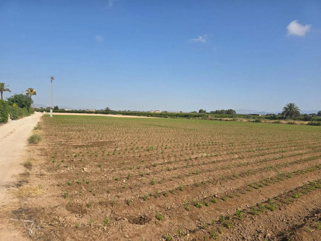 Terreno en venta en Elche / Elx, Alicante photo 2