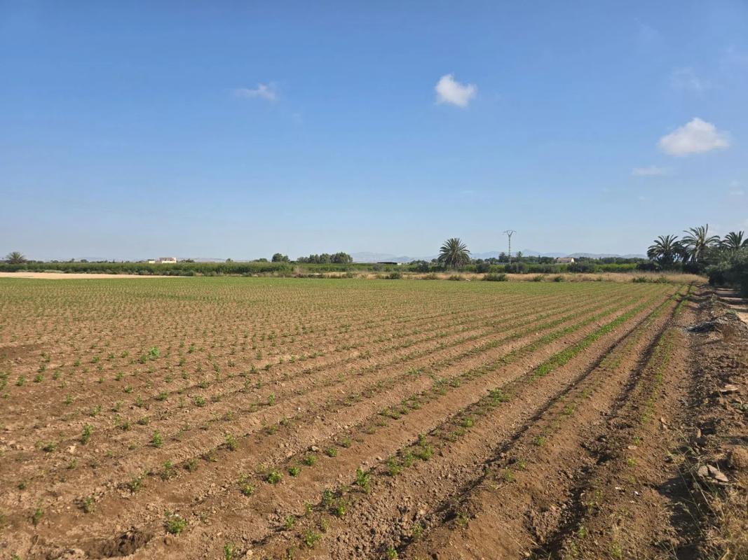 Terreno en venta en Elche / Elx, Alicante photo 3