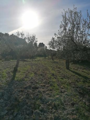 Terreno en trinquete s/n photo 3