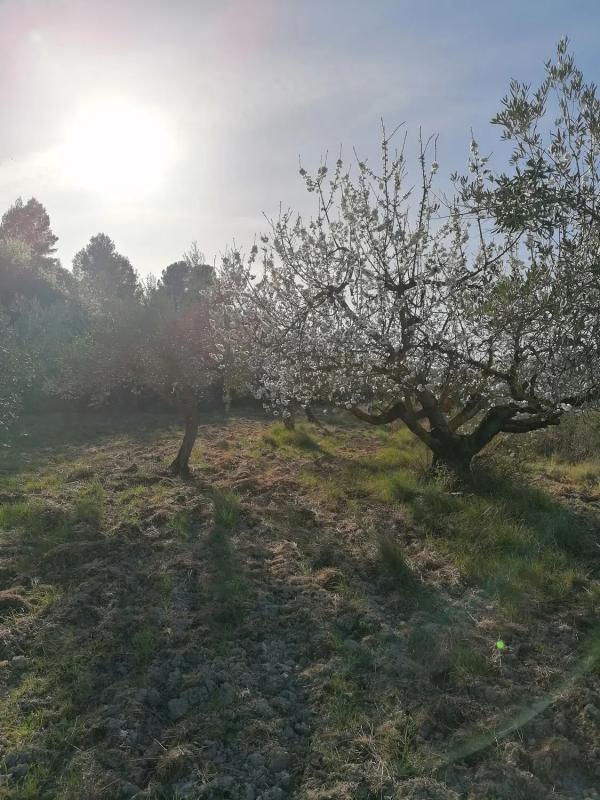 Działka na sprzedaż w Cuatretondeta, Alicante photo 5