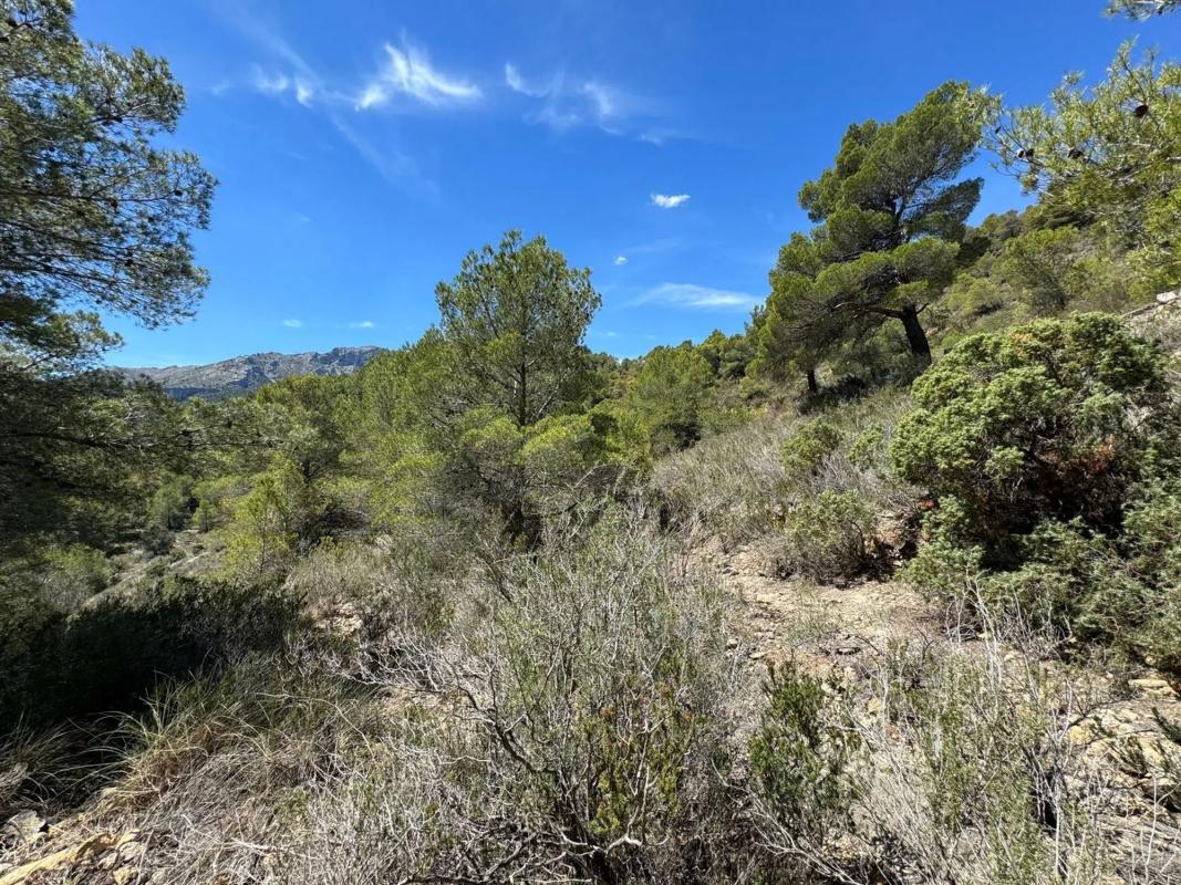 Land for sale in Llíber, Alicante photo 4