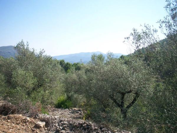 Terreno en Murla photo 2