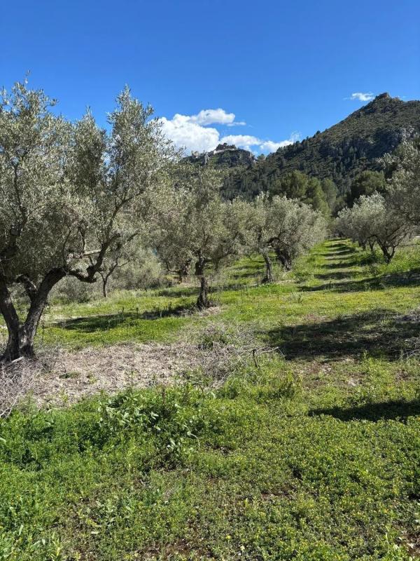 Działka na sprzedaż w Beniarda, Alicante photo 2