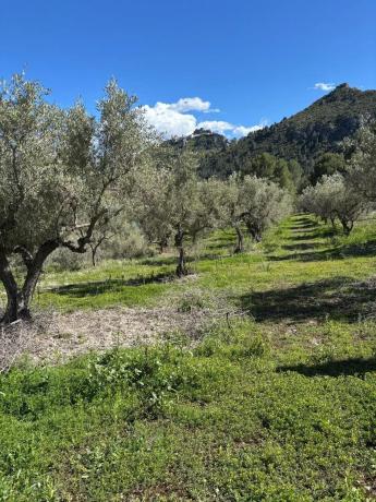 Terreno en Cv-757 photo 2