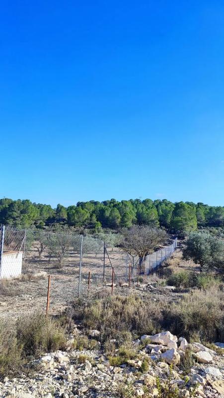 Land for sale in Monovar, Alicante photo 2