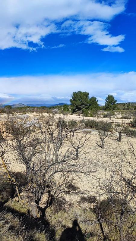 Land for sale in Monovar, Alicante photo 3