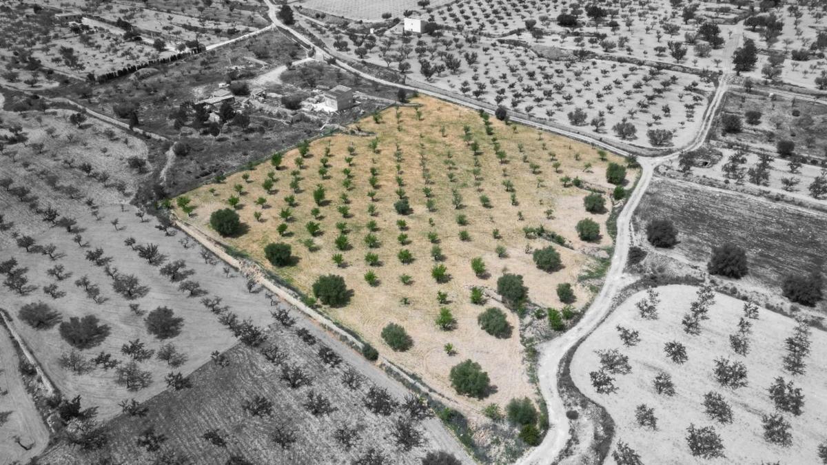Terreno en venta en La Romana, Alicante photo 1