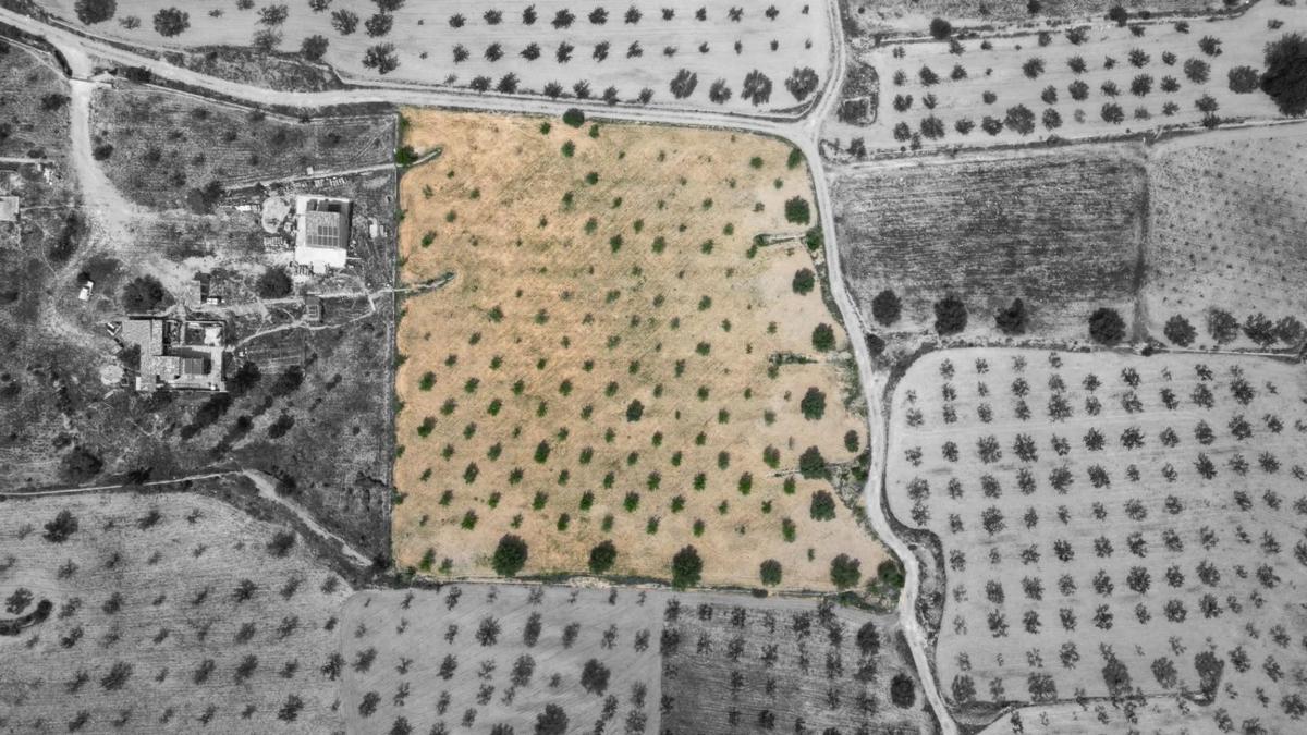 Terreno en venta en La Romana, Alicante photo 2