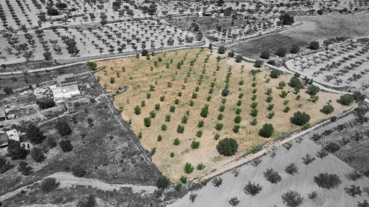 Terreno en venta en La Romana, Alicante photo 3