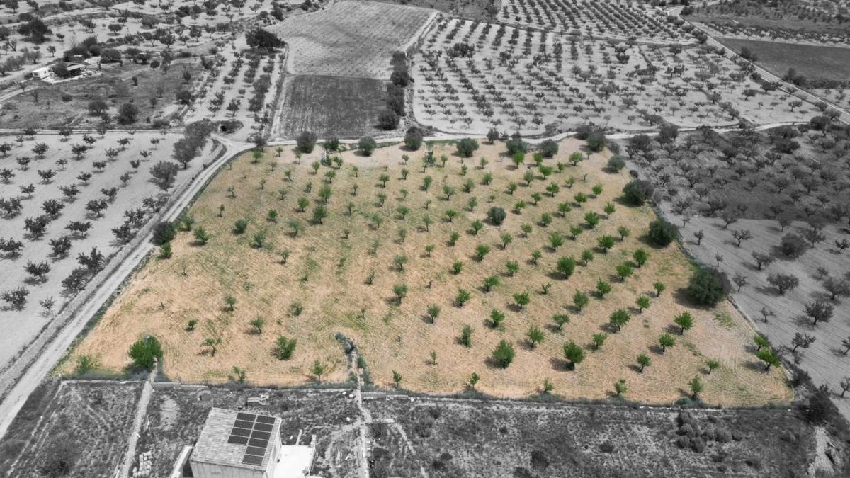 Terreno en venta en La Romana, Alicante photo 5