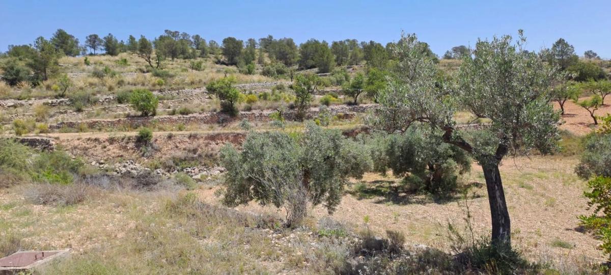 Terreno en venta en Pinoso, Alicante photo 2