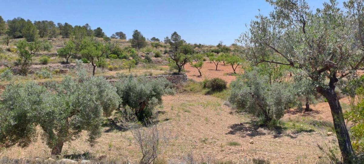 Terreno en venta en Pinoso, Alicante photo 1