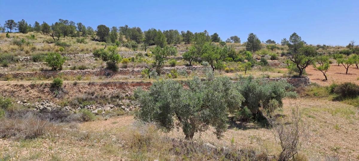 Terreno en venta en Pinoso, Alicante photo 5