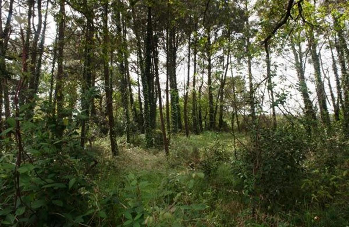 Terreno en venta en Ponteceso, A Coruña photo 2