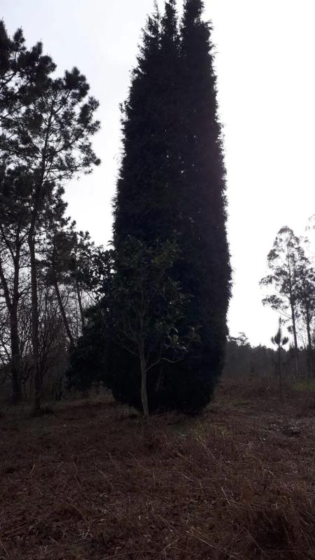 Land for sale in Laracha, A Coruña photo 2
