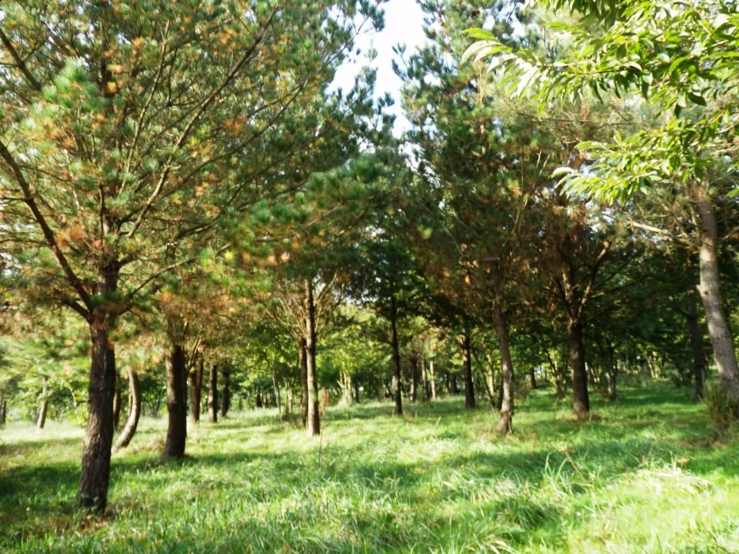 Terreno en venta en Coristanco, A Coruña photo 4