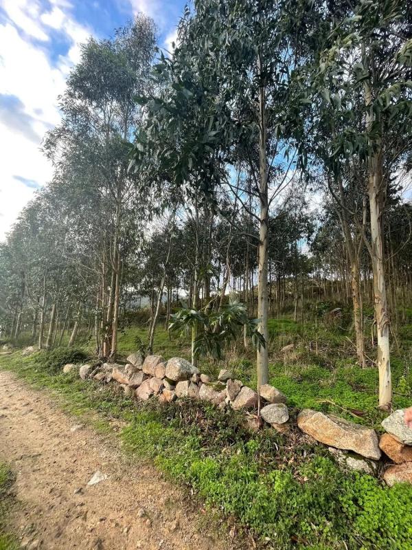 Land for sale in Camariñas, A Coruña photo 3