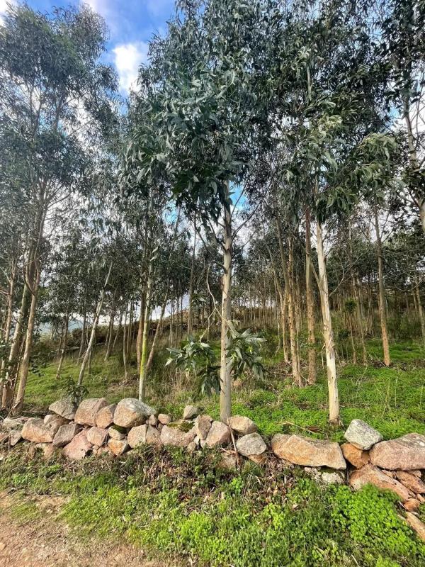 Land for sale in Camariñas, A Coruña photo 4
