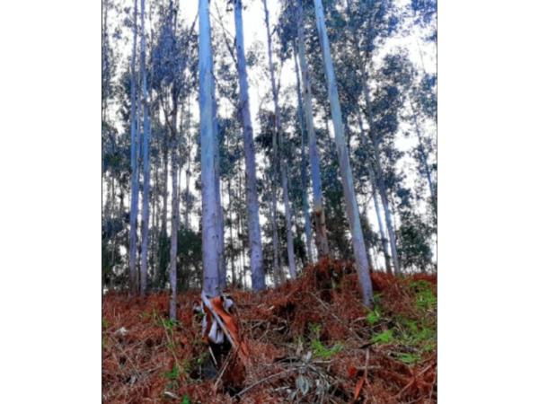 Terreno en Aldea Boca da Leira photo 2