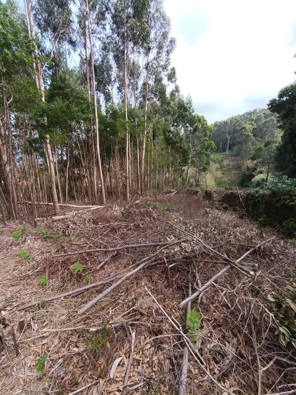 Terreno en venta en Carnota, A Coruña photo 4