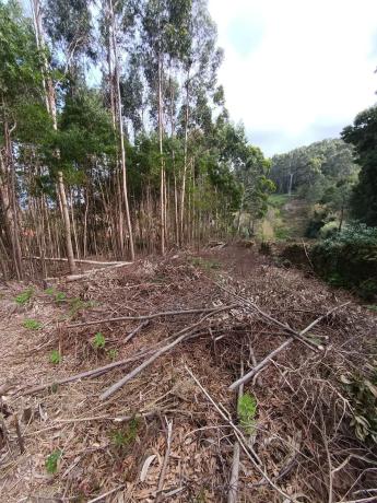 Terreno en calle Lira, 14 photo 4