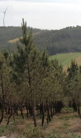 Terreno en Pedras Negras, 19 polgono photo 3