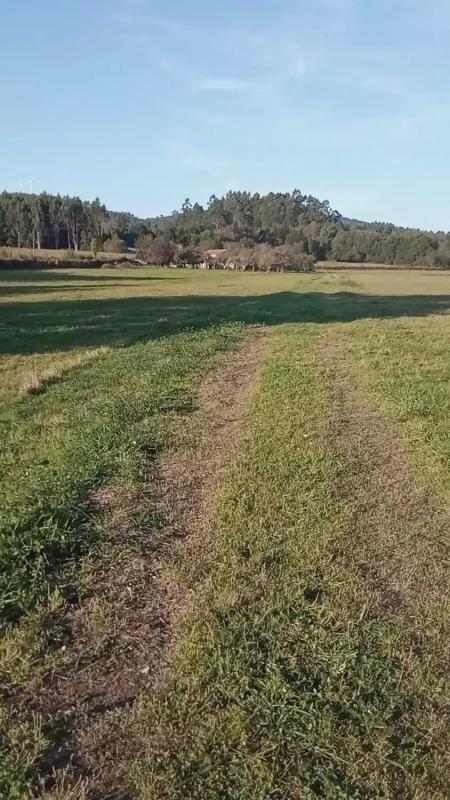 Land for sale in Melide, A Coruña photo 4