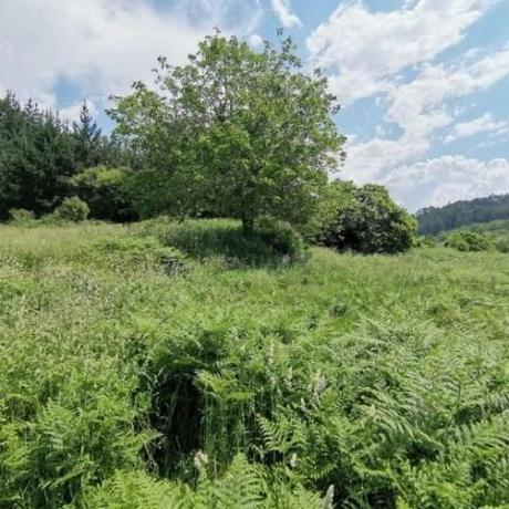 Terreno en Paderne photo 3