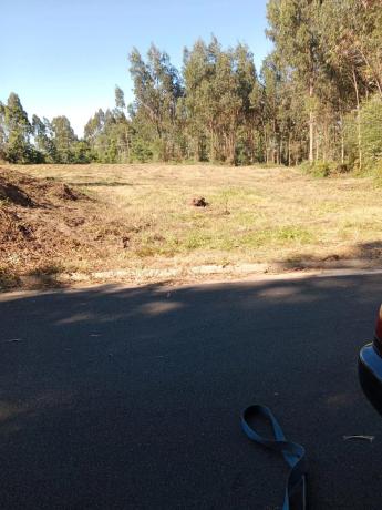 Terreno en Parada, km 24 photo 4