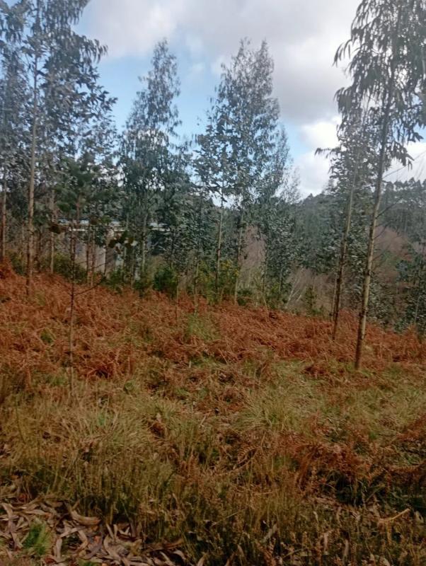 Terreno en venta en Aranga, A Coruña photo 4