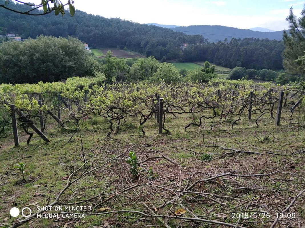 Działka na sprzedaż w Lousame, A Coruña photo 4