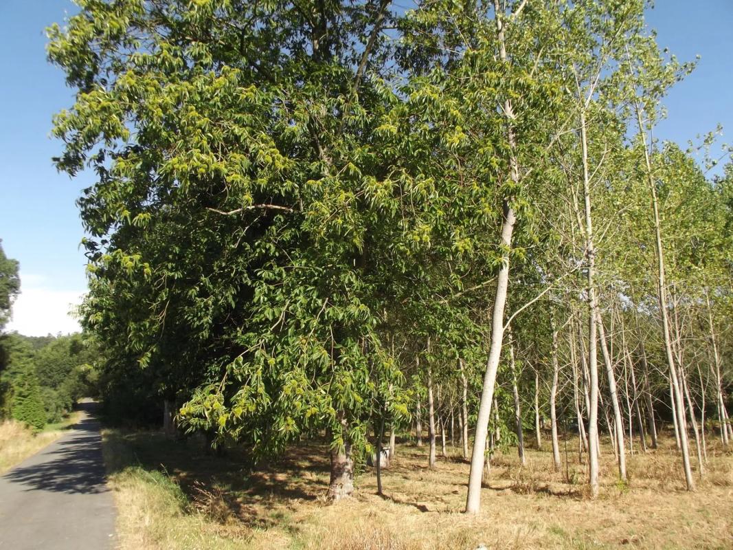 Land for sale in The Pine, A Coruña photo 1