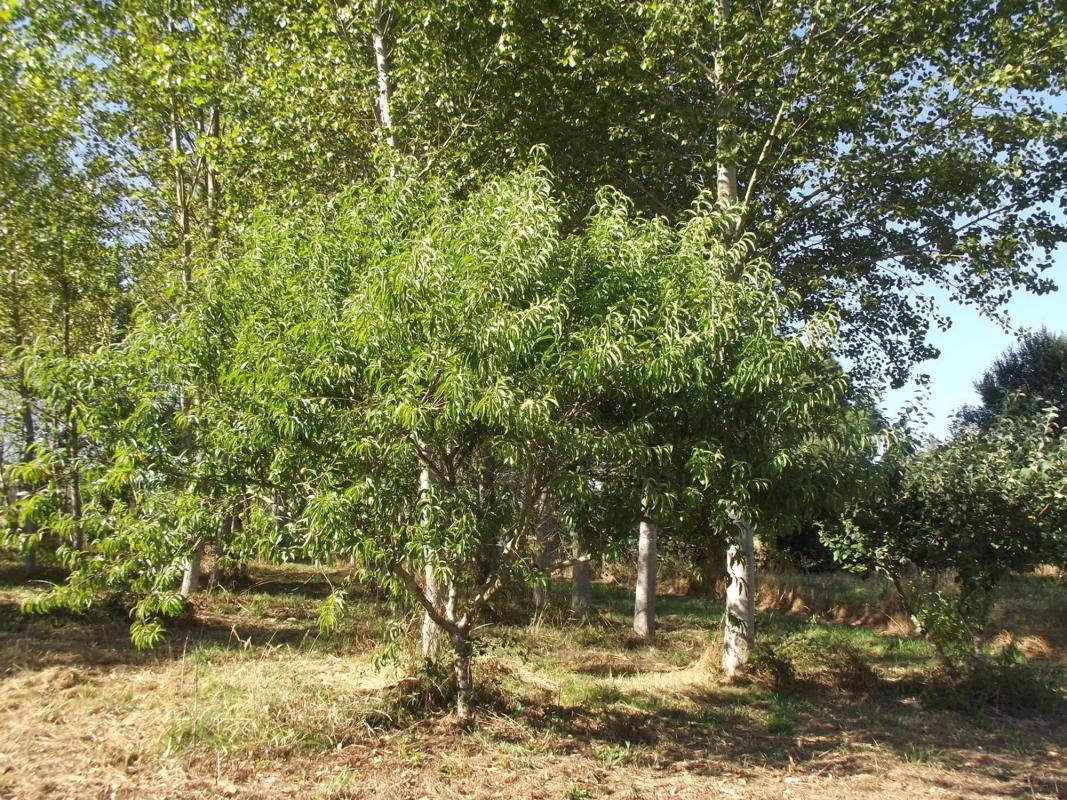Land for sale in The Pine, A Coruña photo 5